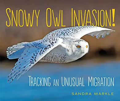 Snowy Owl Invasion 1
