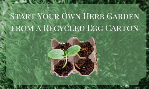 Start Your Own Herb Garden from a Recycled Egg Carton 1
